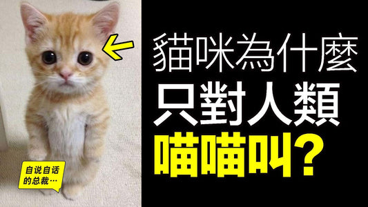 貓咪：正在拿捏人類？為什麼只對人類喵喵叫？呼嚕聲竟有治愈之力？爲何會有十橘九胖之謎？層層撥解，我們發現了貓咪的真相……|自說自話的總裁