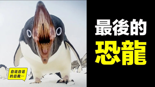 企鵝：最後的恐龍，飛翔之謎、直立之謎，擊碎三觀、征服南極，原來這是一隻的神奇大鳥……|自說自話的總裁