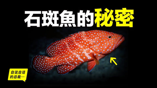 石斑魚：吞鯊魚、會變色、會用毒、能變性，看上去人畜無害的美味石斑魚，在海洋裡到底有多生猛……|自說自話的總裁
