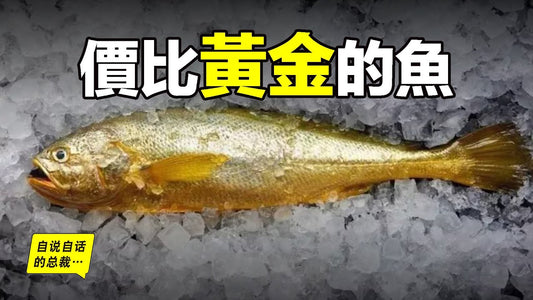 大黃魚：從4毛一斤到價比黃金，40萬一餐飯，300萬一條魚，40年來，大黃魚到底經歷了什麼……|自說自話的總裁