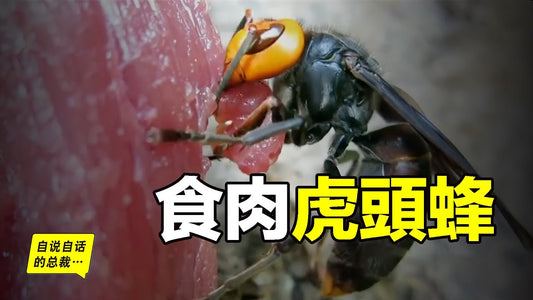虎頭蜂：入侵海外的大魔王，為什麼會變成雲南人的寵物？一針蟄死人，三針蟄死牛，連大象都吃的猛毒虎頭蜂，為什麼在雲南被大量養殖？|自說自話的總裁