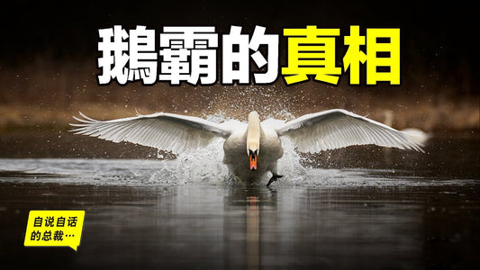 鵝：可以追擊老虎的猛禽，为什么各种动物都怕鹅？为什么有鹅的地方没有蛇？大鹅的真實身份，将会超出你的想象……|自說自話的總裁