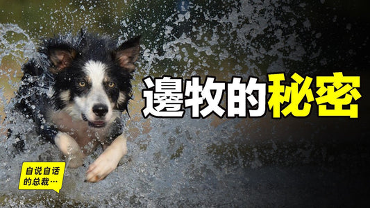 邊境牧羊犬：為什麼聰明到可怕？為什麼如此聰明卻當不了警犬？又為什麼有些邊牧看上去笨笨的？原來，這一切謎團，竟然與上帝有關……|自說自話的總裁