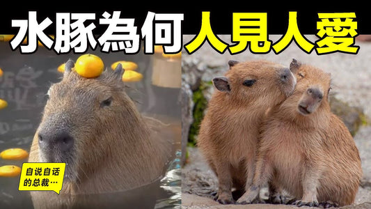 水豚：一種能『控制心靈』的動物？原來，這背後的生物原理十分有趣……|自說自話的總裁