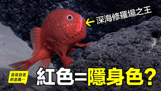 深海：紅色=隱身色？潛入越深，我們的常識越不管用？這還有飛碟？有鏡子？有黑暗森林的真相？有火控雷達的修羅場？從0米到10000米，人類，或許剛剛開始都懂深海……|自說自話的總裁